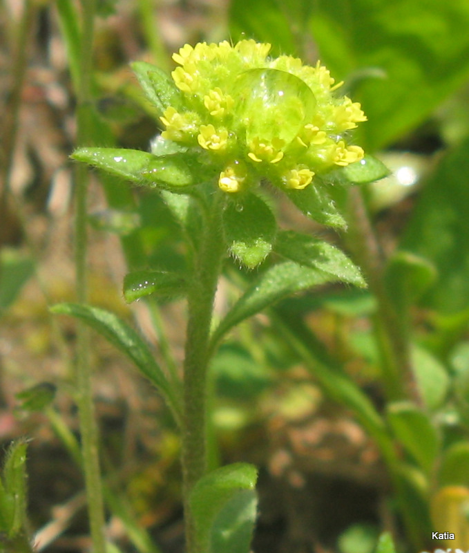 Alyssum cfr. minus