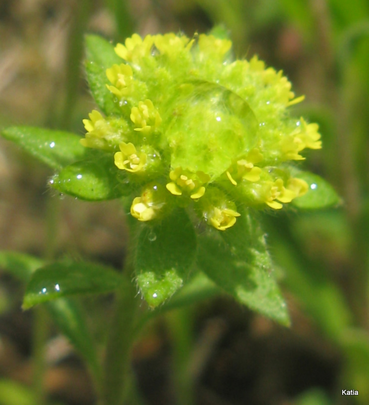 Alyssum cfr. minus