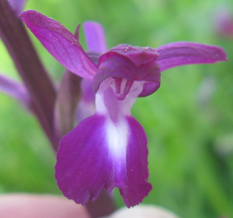 orchidee della Valdichiana Senese 2