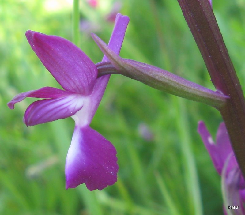 orchidee della Valdichiana Senese 2