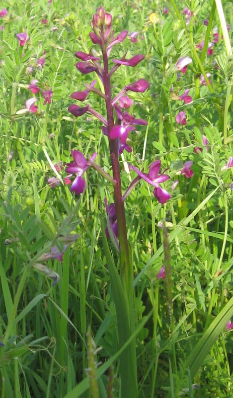 orchidee della Valdichiana Senese 2