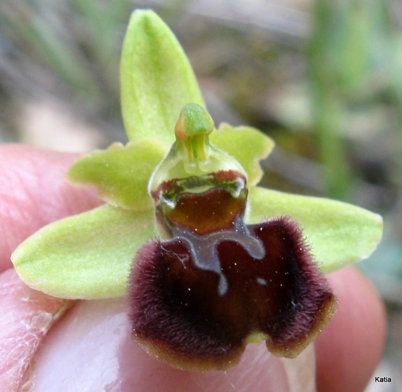 Ophrys dalla Valdichiana