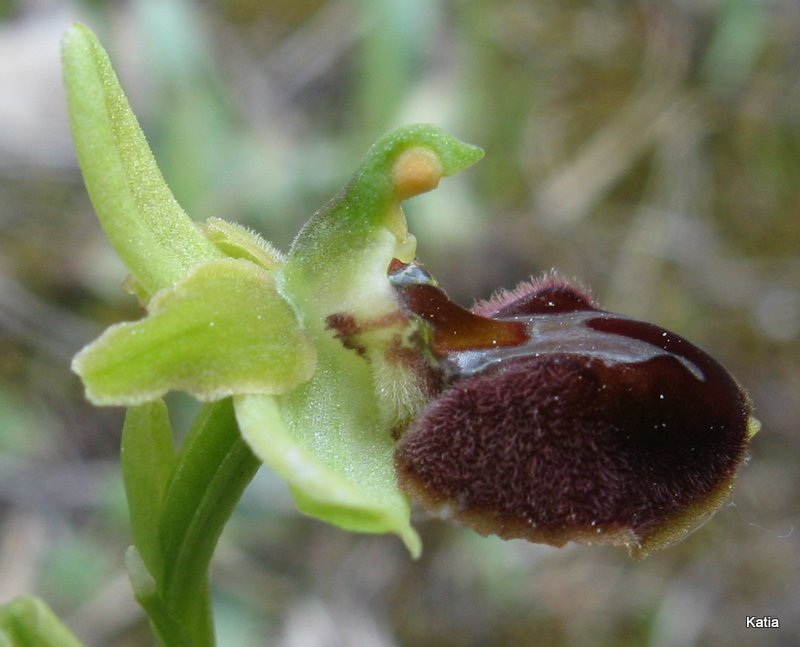 Ophrys dalla Valdichiana