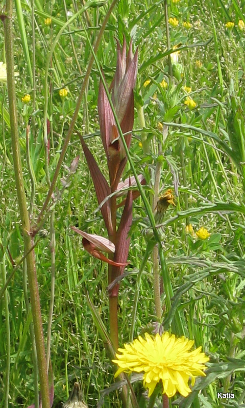 Serapias strictiflora....anzi Serapias vomeracea