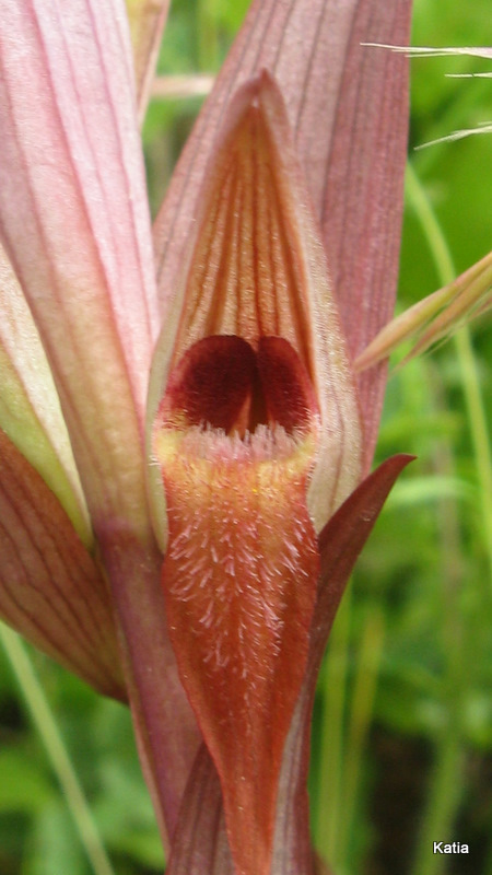 Serapias strictiflora....anzi Serapias vomeracea