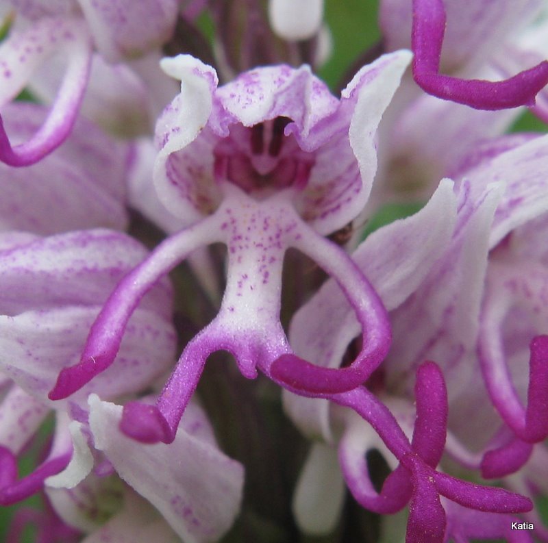 Alcune orchidee