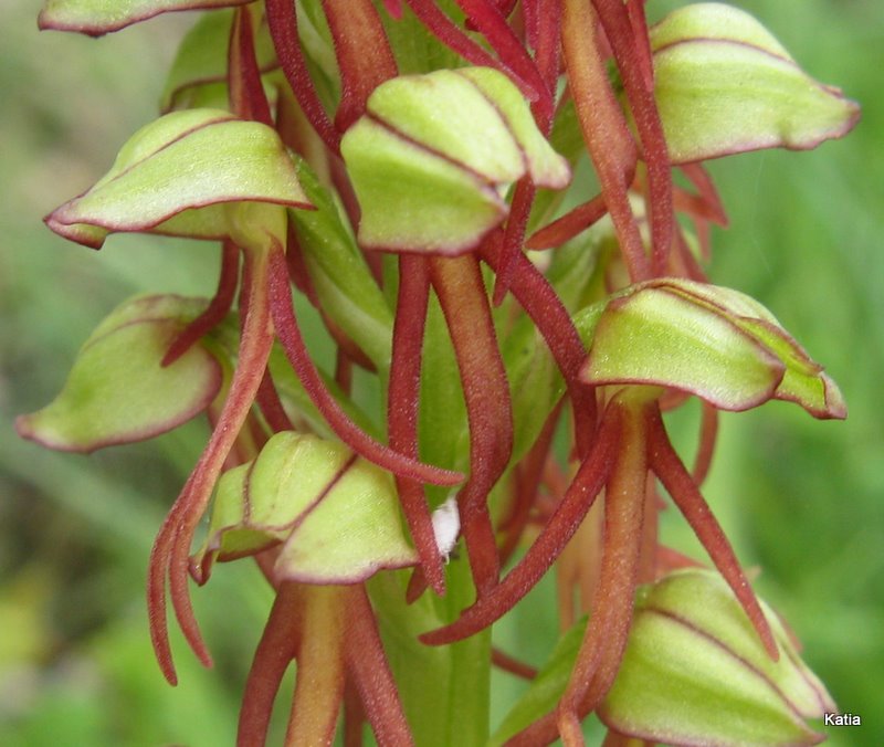 Orchis anthropophora