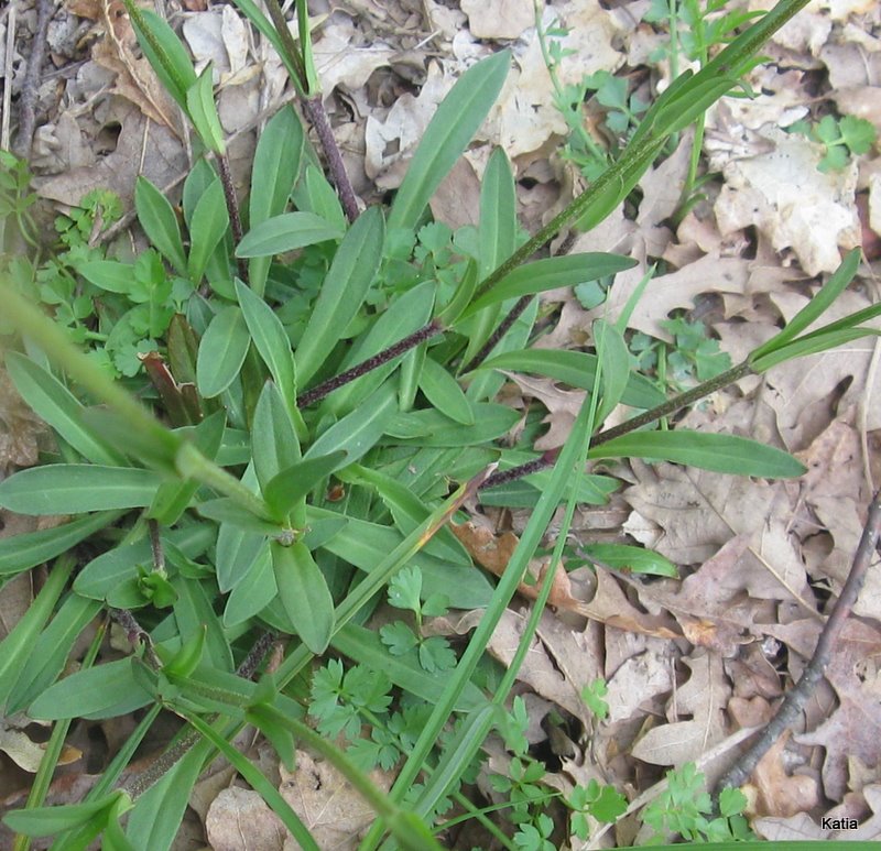 fior del cculo -  Lychnis flos-cuculi