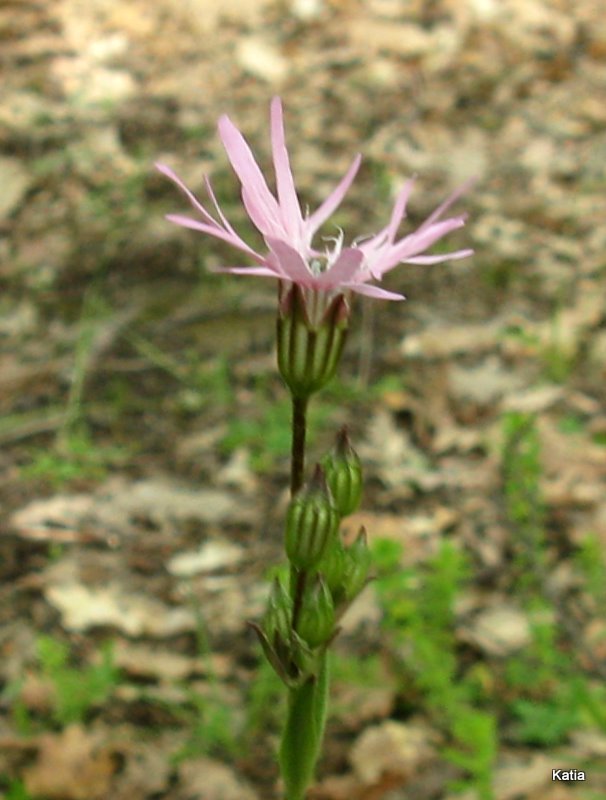 fior del cculo -  Lychnis flos-cuculi