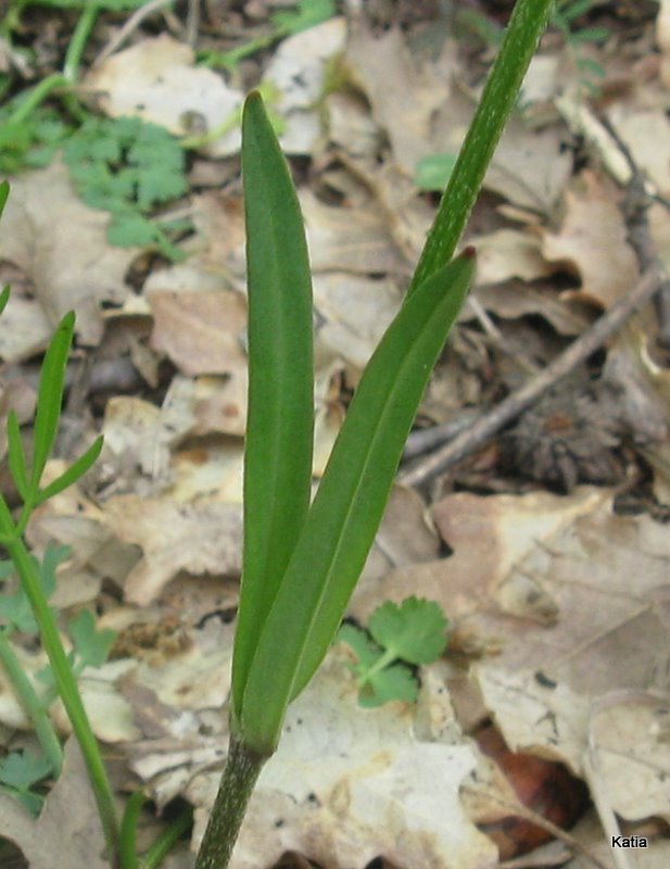 fior del cculo -  Lychnis flos-cuculi