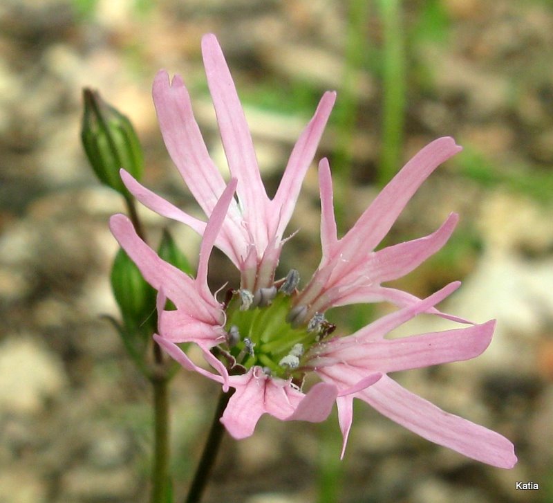 fior del cculo -  Lychnis flos-cuculi