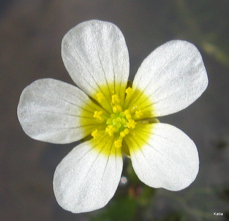 Ranunculus trichophyllus