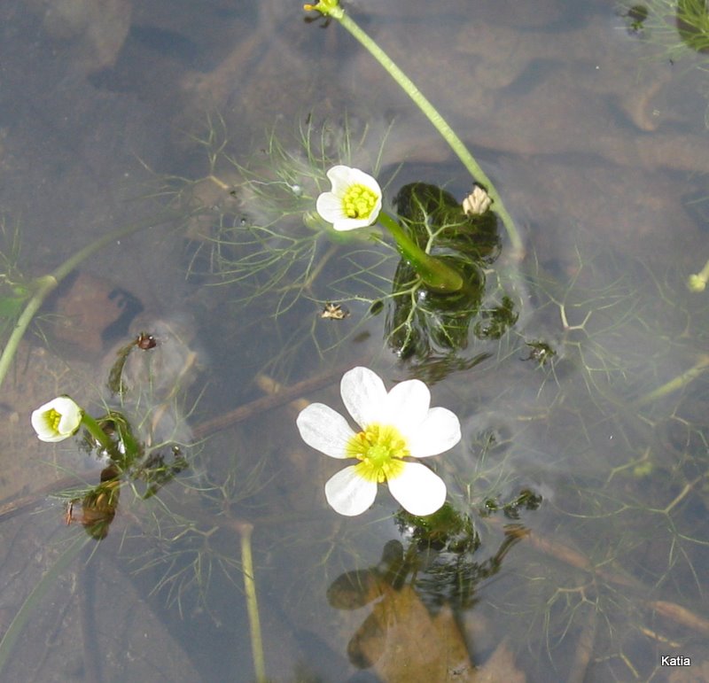 Ranunculus trichophyllus