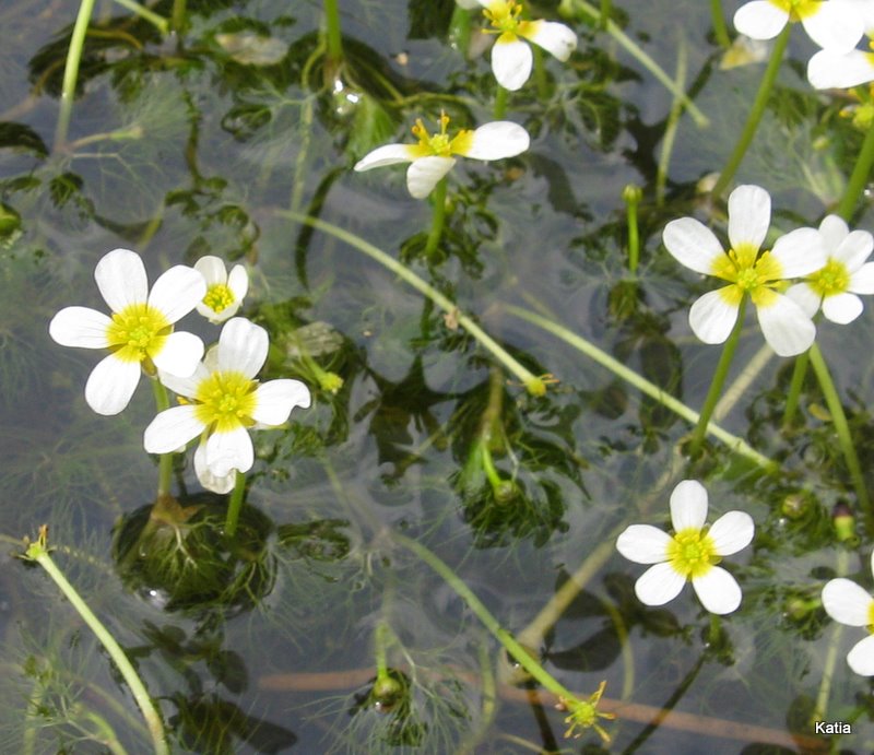 Ranunculus trichophyllus