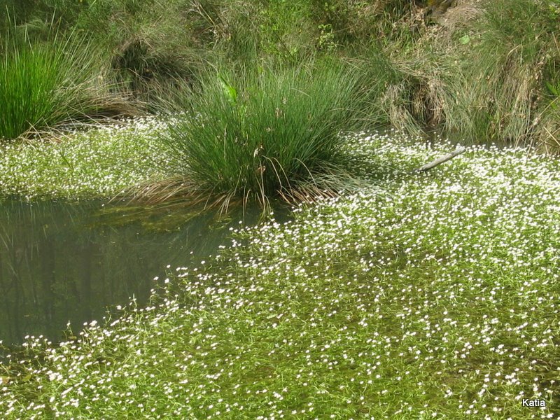 Ranunculus trichophyllus