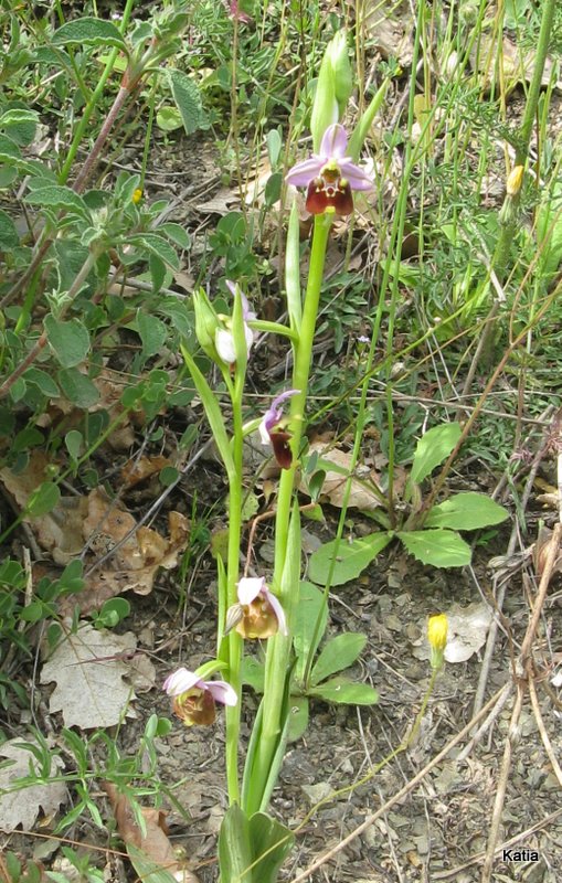 Ophrys holosericea subsp. holosericea