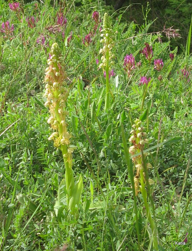 Orchis anthropophora