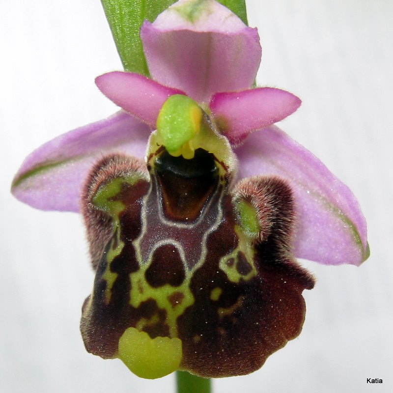 Ophrys holosericea subsp. holosericea