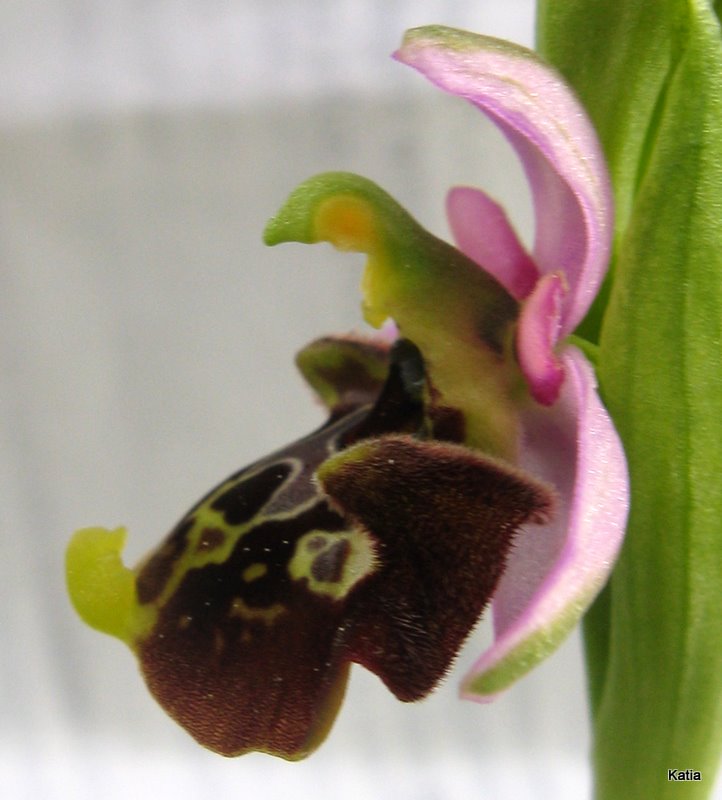 Ophrys holosericea subsp. holosericea