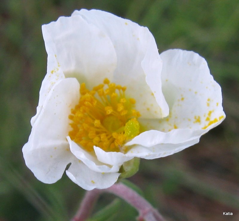 Helianthemum apenninum