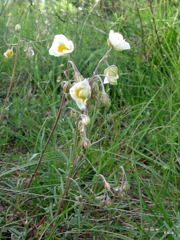 Helianthemum apenninum