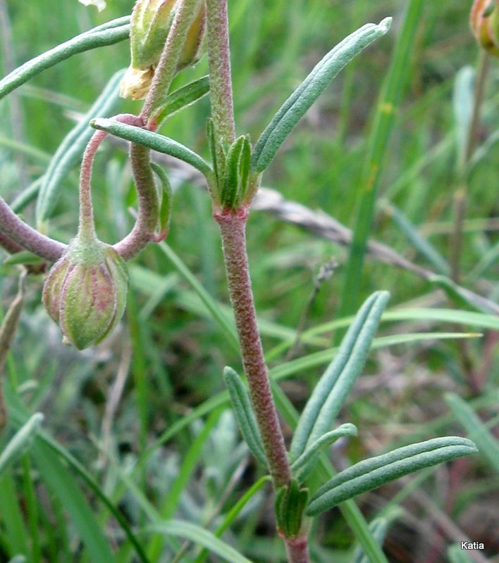 Helianthemum apenninum