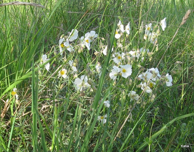 Helianthemum apenninum