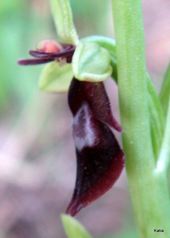 Ophrys insectifera