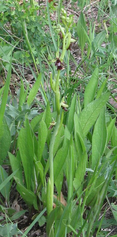 Ophrys insectifera