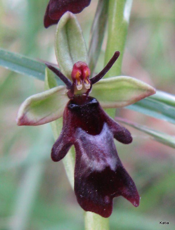 Ophrys insectifera