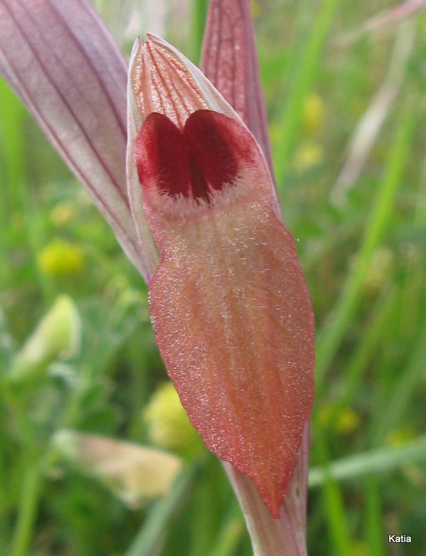 Serapias strictiflora....anzi Serapias vomeracea