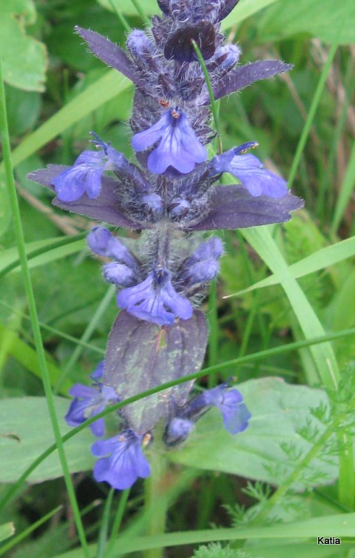 Ajuga reptans