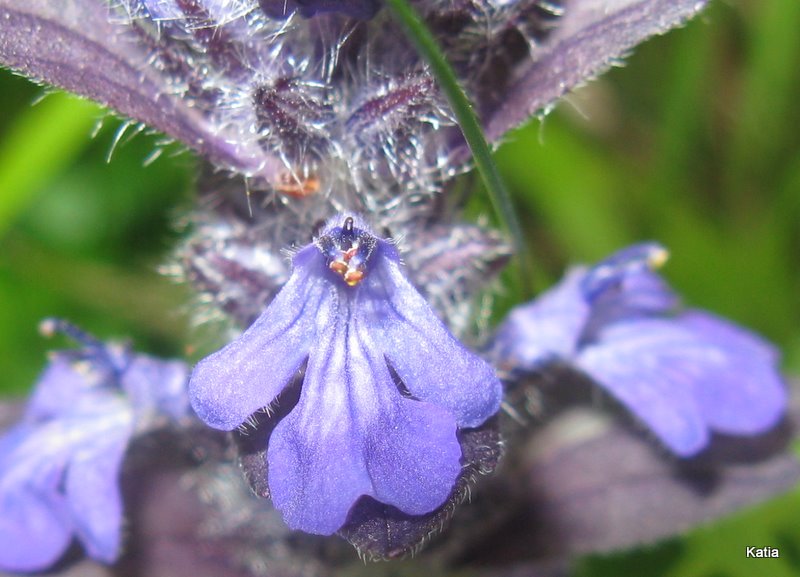 Ajuga reptans