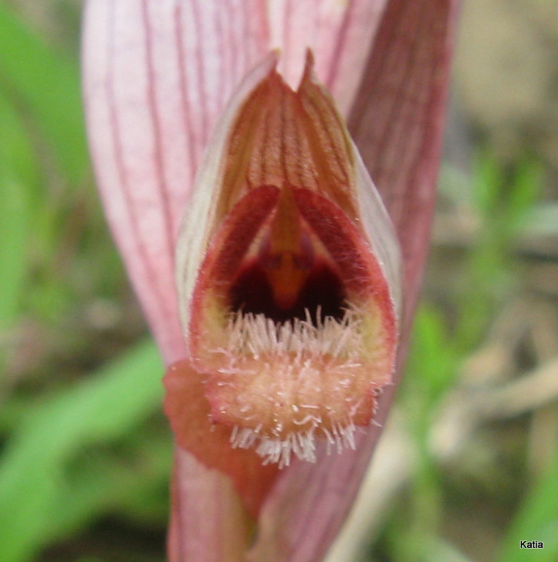 Serapias strictiflora....anzi Serapias vomeracea