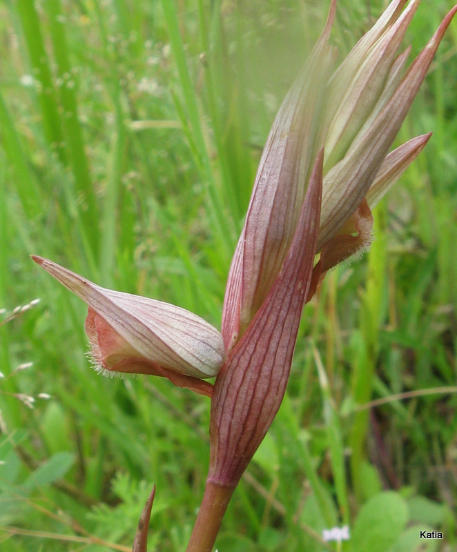 Serapias strictiflora....anzi Serapias vomeracea