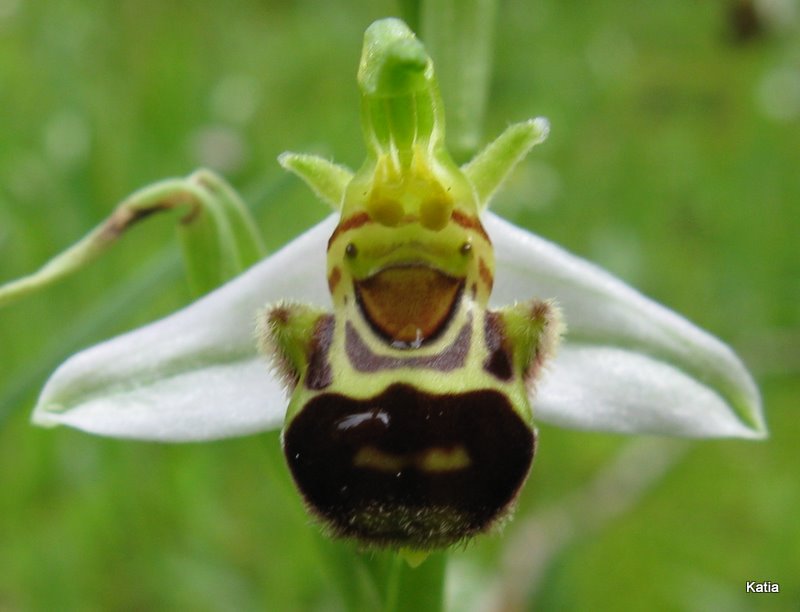 Ophrys speculum in citta (Empoli)  SONO COMMOSSO-