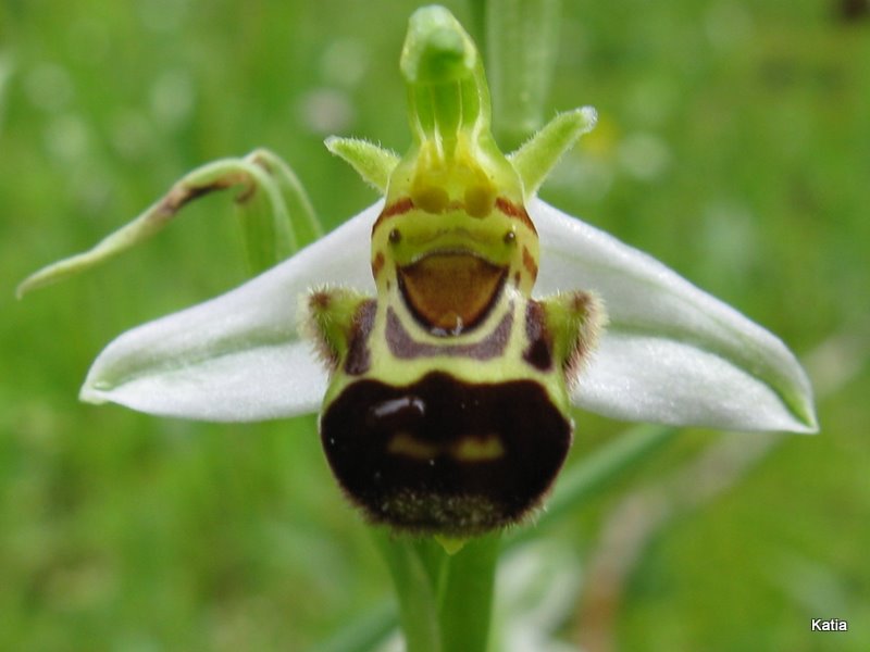 Ophrys apifera invertita....