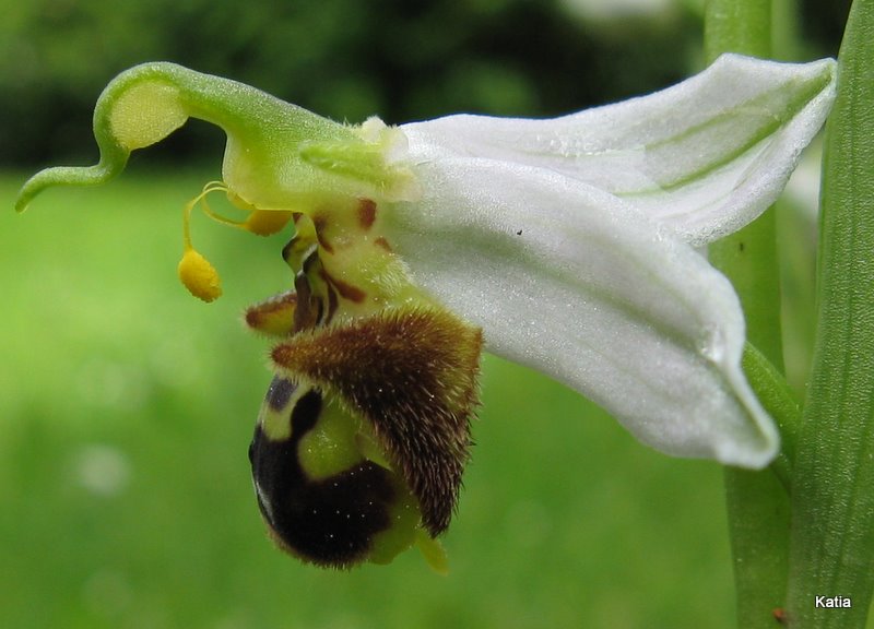 Ophrys apifera invertita....