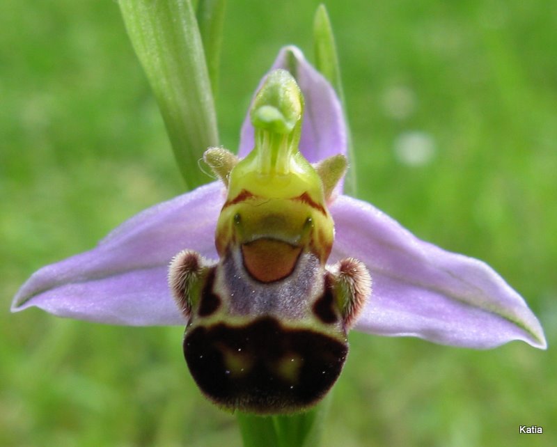 Ophrys apifera invertita....