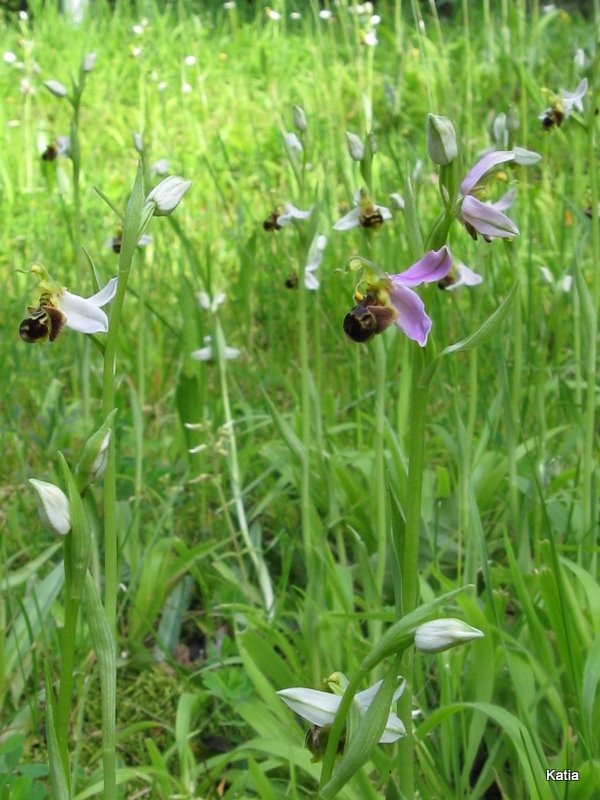 Ophrys apifera invertita....