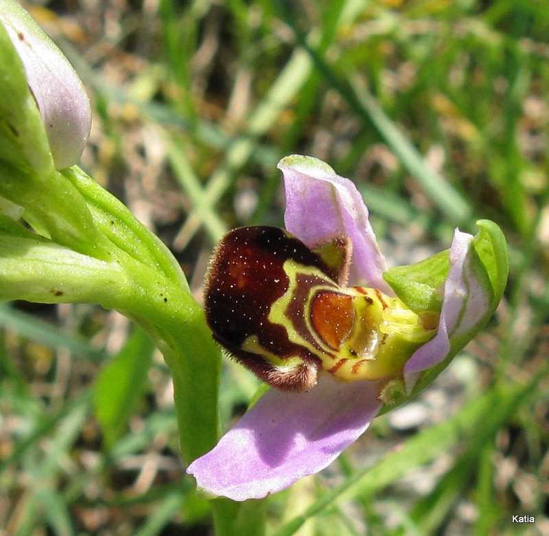 Ophrys apifera invertita....