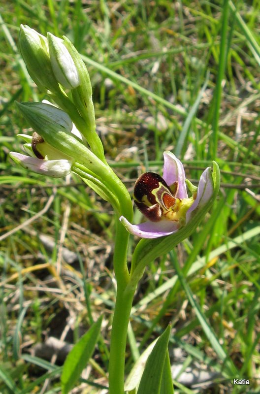 Ophrys apifera invertita....