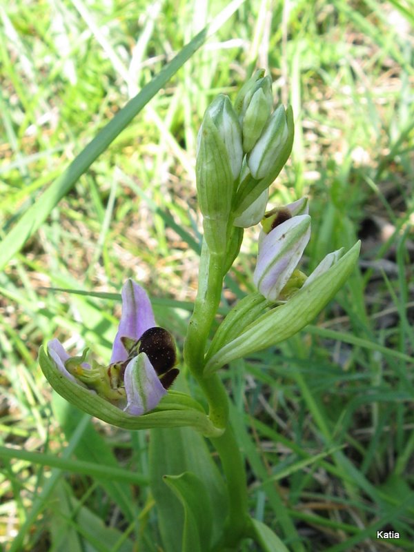 Ophrys apifera invertita....