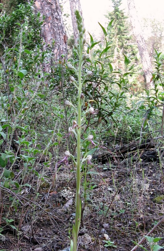 Himantoglossum adriaticum