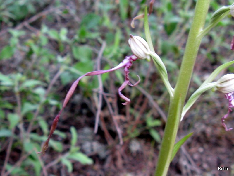 Himantoglossum adriaticum