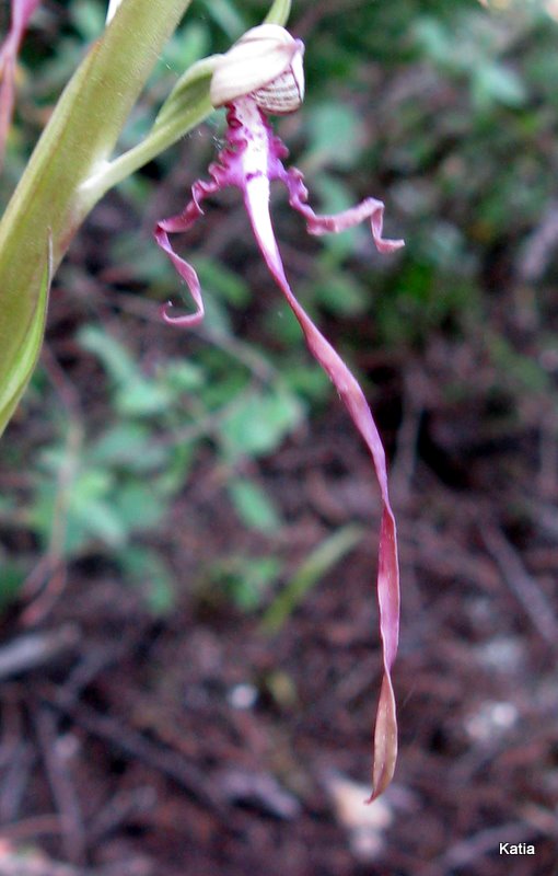 Himantoglossum adriaticum