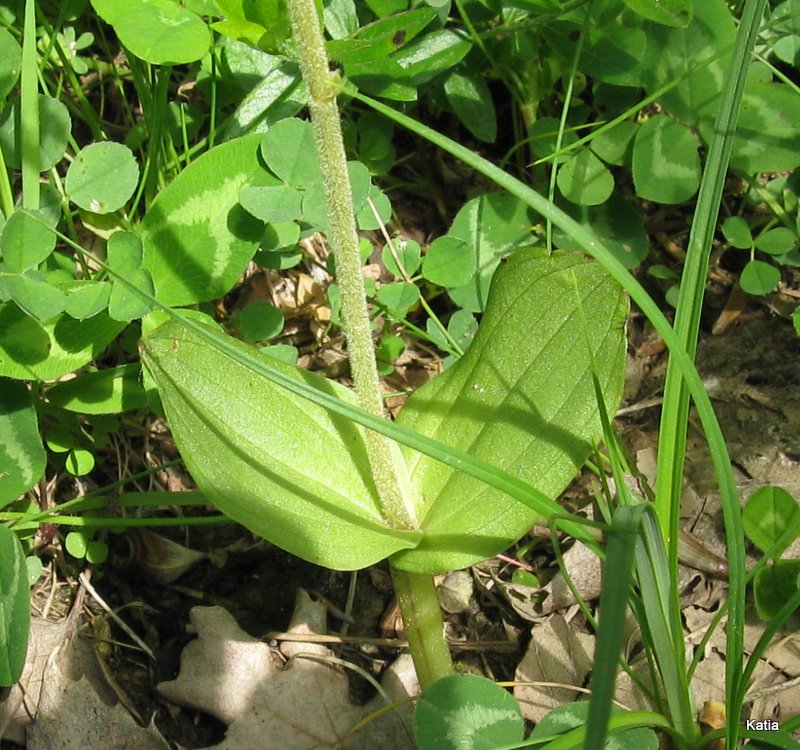 Neottia ovata