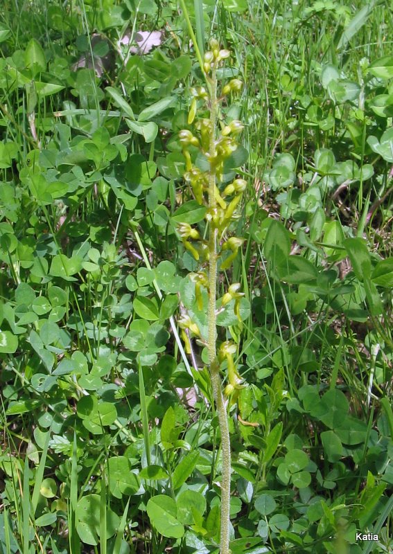 Neottia ovata