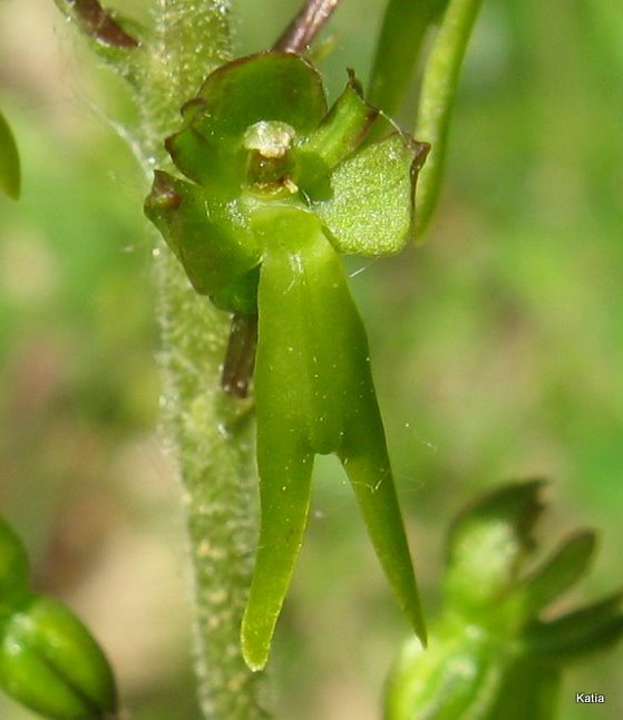 Neottia ovata