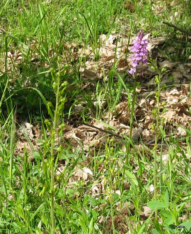 Neottia ovata